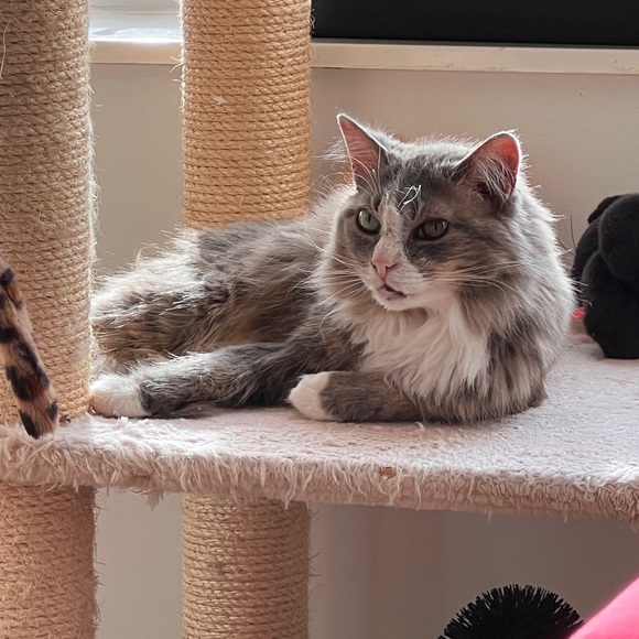 Meet your Posher, May - Picture 1 of 1